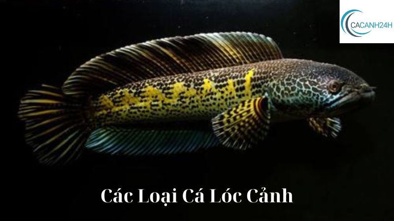 Các Loại Cá Lóc Cảnh