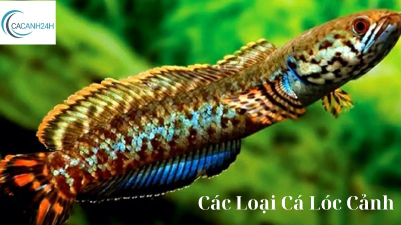 Các Loại Cá Lóc Cảnh