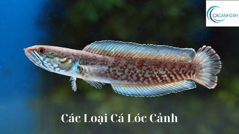 Các Loại Cá Lóc Cảnh