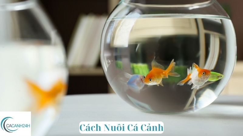 Cách Nuôi Cá Cảnh