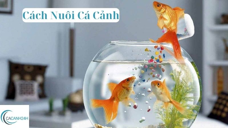 Cách Nuôi Cá Cảnh