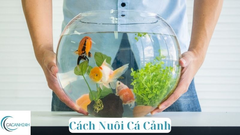 Cách Nuôi Cá Cảnh