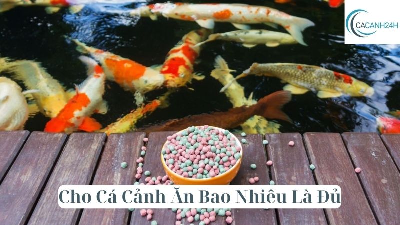 Cho Cá Cảnh Ăn Bao Nhiêu Là Đủ