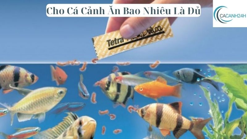 Cho Cá Cảnh Ăn Bao Nhiêu Là Đủ