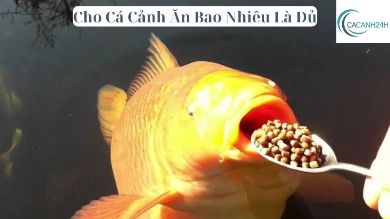 Cho Cá Cảnh Ăn Bao Nhiêu Là Đủ