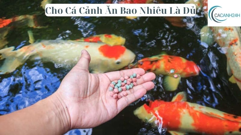 Cho Cá Cảnh Ăn Bao Nhiêu Là Đủ