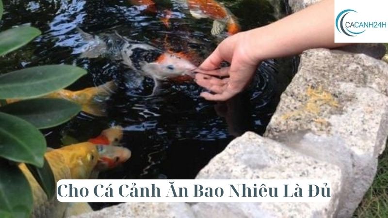 Cho Cá Cảnh Ăn Bao Nhiêu Là Đủ