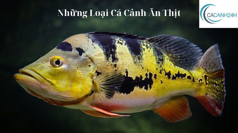 Những Loại Cá Cảnh Ăn Thịt