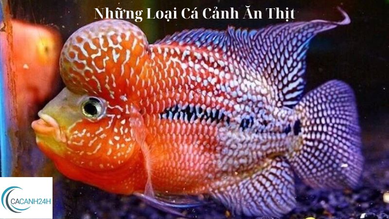 Những Loại Cá Cảnh Ăn Thịt 