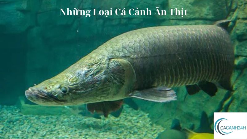 Những Loại Cá Cảnh Ăn Thịt