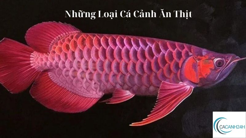 Những Loại Cá Cảnh Ăn Thịt