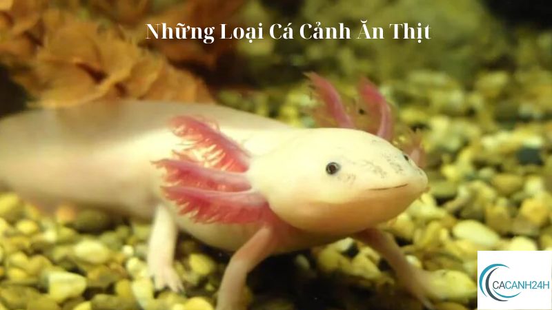 Những Loại Cá Cảnh Ăn Thịt