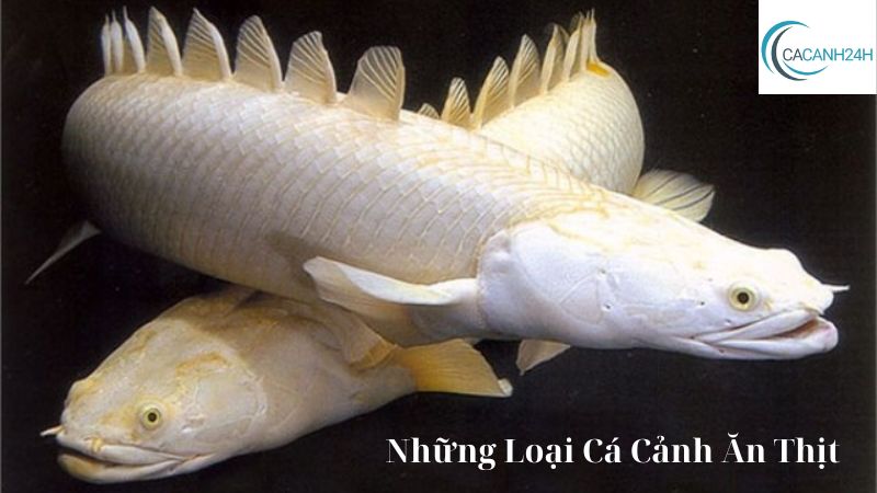 Những Loại Cá Cảnh Ăn Thịt