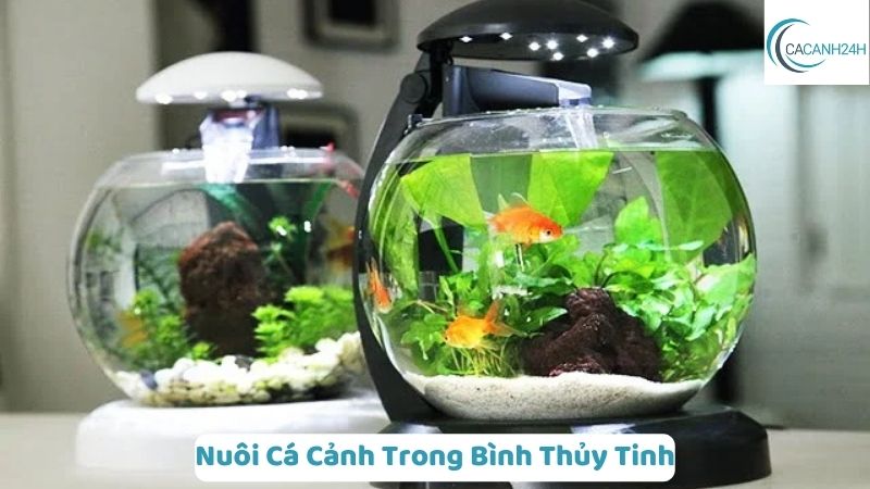 Nuôi Cá Cảnh Trong Bình Thủy Tinh