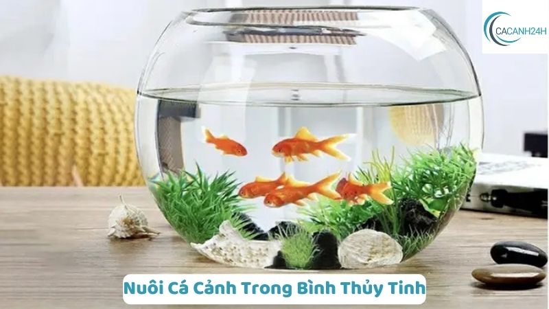 Nuôi Cá Cảnh Trong Bình Thủy Tinh