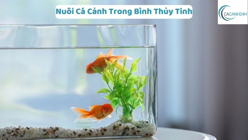 Nuôi Cá Cảnh Trong Bình Thủy Tinh