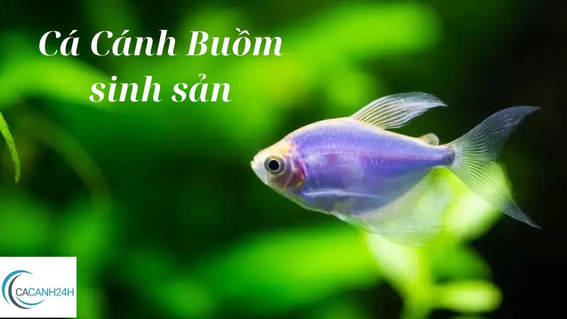 Cá Cánh Buồm sinh sản