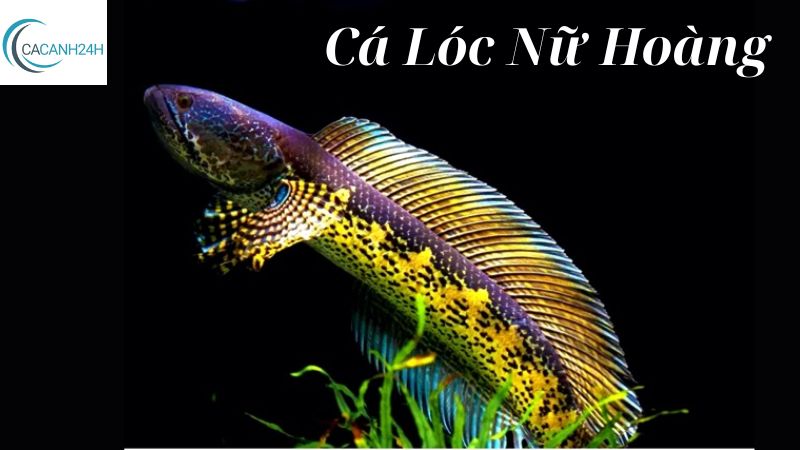 Cá Lóc Nữ Hoàng