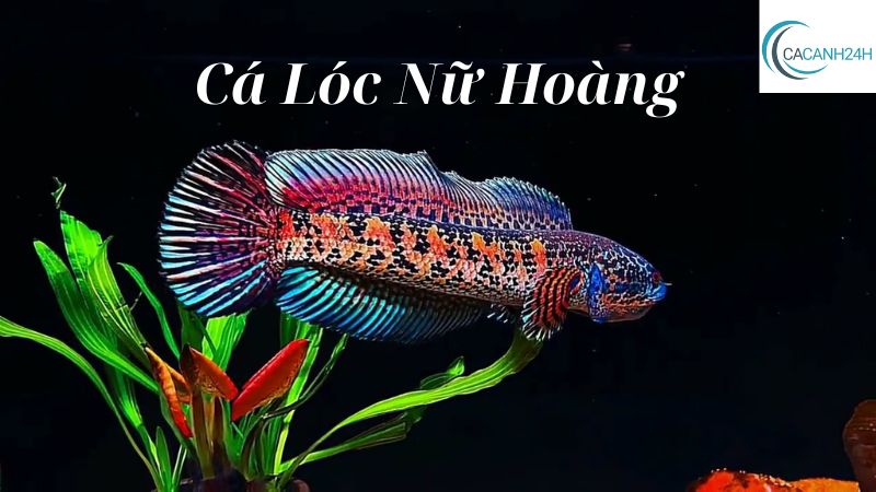 Cá Lóc Nữ Hoàng