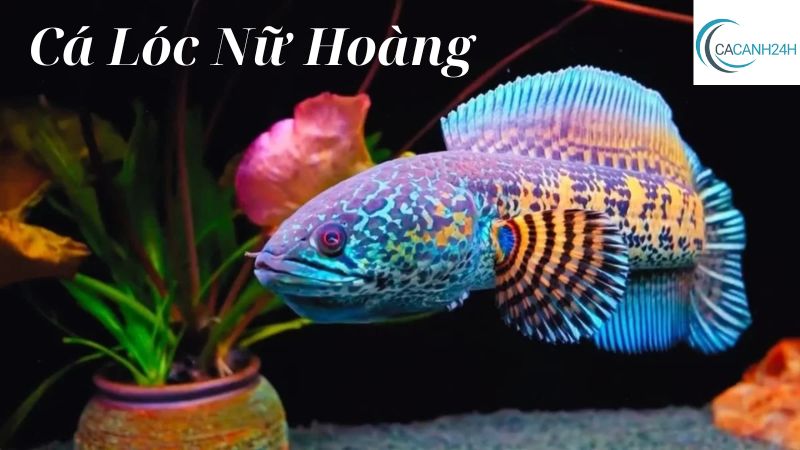 Cá Lóc Nữ Hoàng