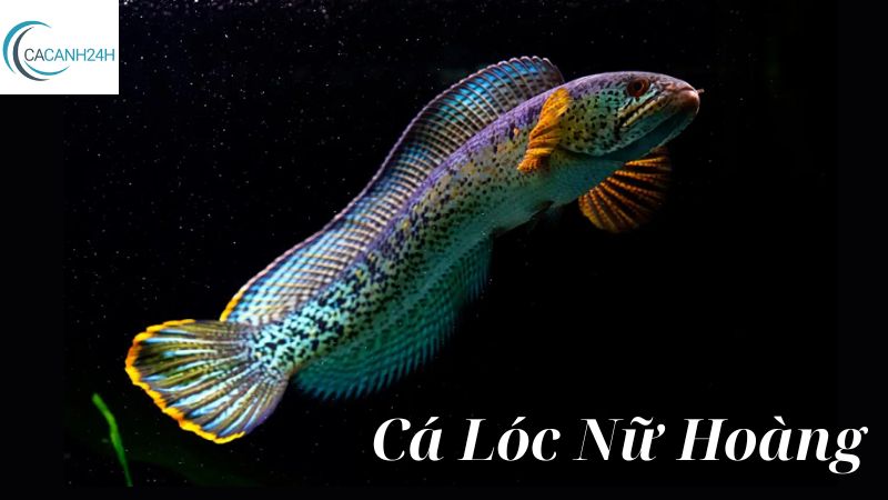 Cá Lóc Nữ Hoàng