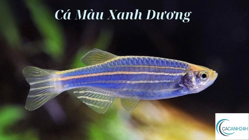 Cá Màu Xanh Dương