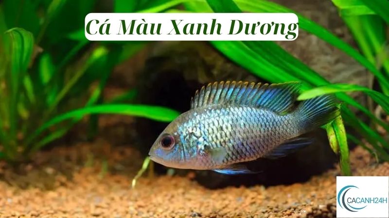 Cá Màu Xanh Dương