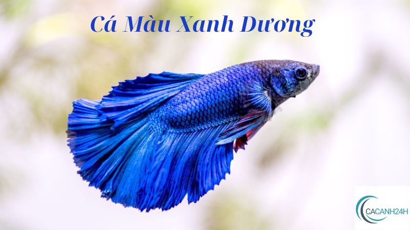 Cá Màu Xanh Dương