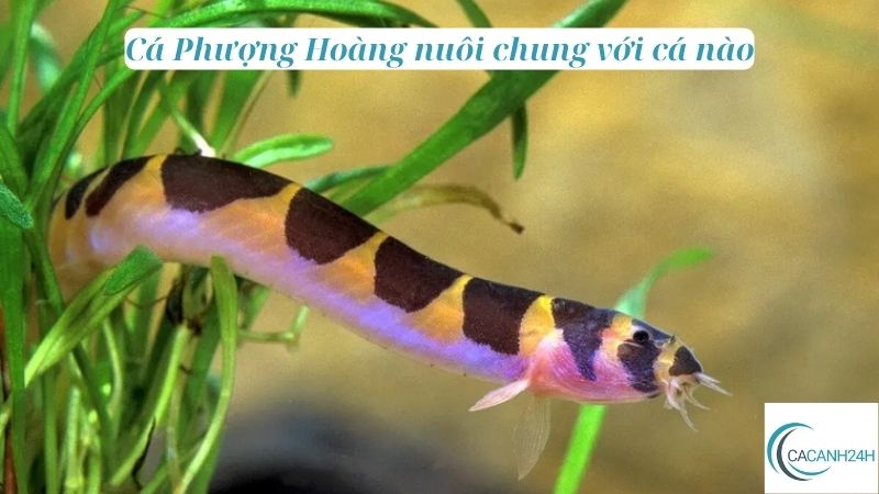 Cá Phượng Hoàng nuôi chung với cá nào 