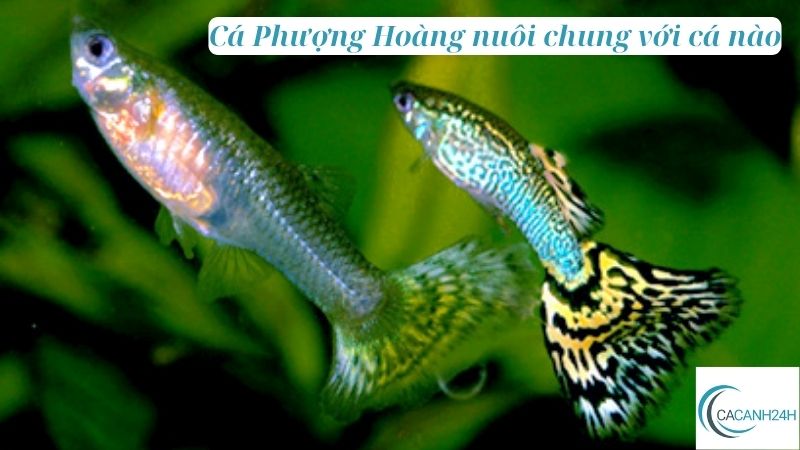 Cá Phượng Hoàng nuôi chung với cá nào 