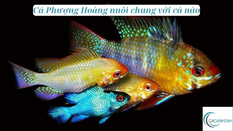 Cá Phượng Hoàng nuôi chung với cá nào