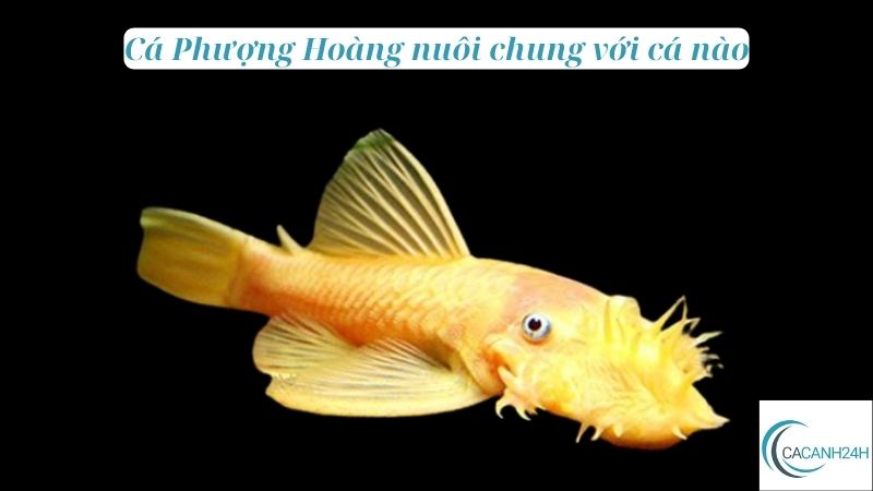 Cá Phượng Hoàng nuôi chung với cá nào 