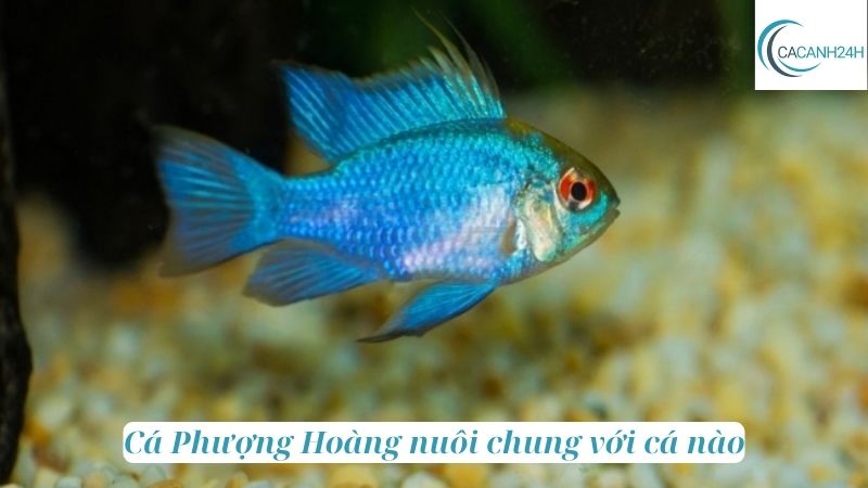 Cá Phượng Hoàng nuôi chung với cá nào