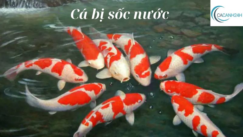 Cá bị sốc nước