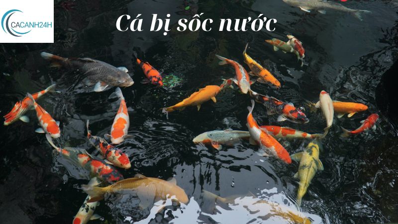 Cá bị sốc nước