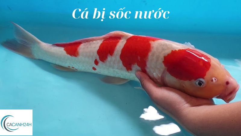 Cá bị sốc nước