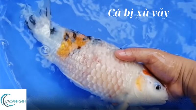 Cá bị xù vảy