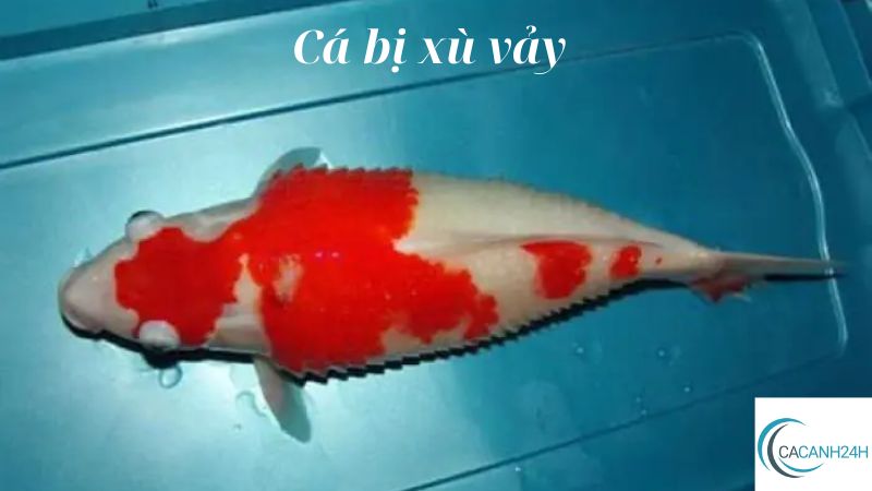 Cá bị xù vảy