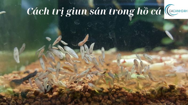 Cách trị giun sán trong hồ cá