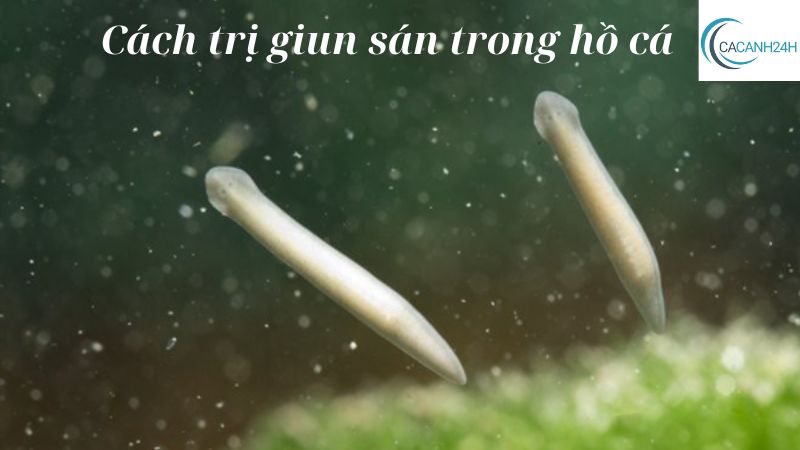 Cách trị giun sán trong hồ cá