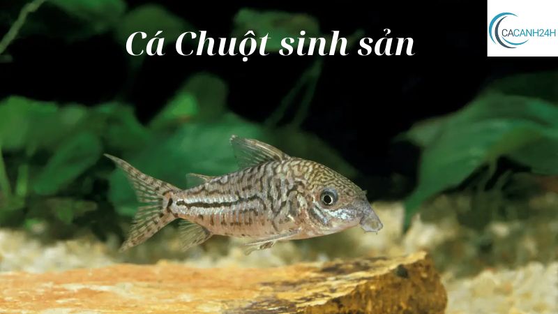 Cá Chuột sinh sản