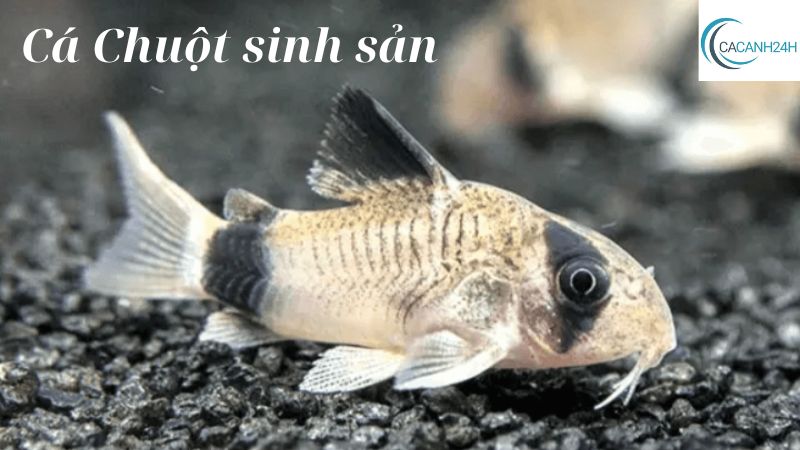 Cá Chuột sinh sản