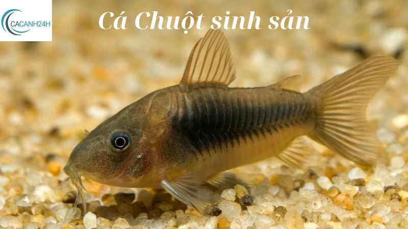 Cá Chuột sinh sản