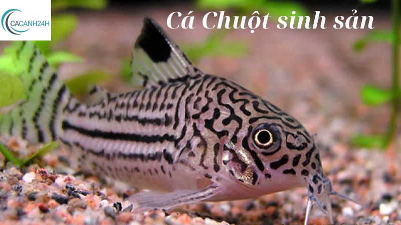 Cá Chuột sinh sản