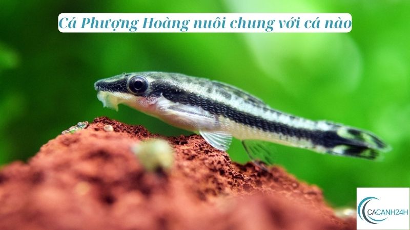 Cá Phượng Hoàng nuôi chung với cá nào