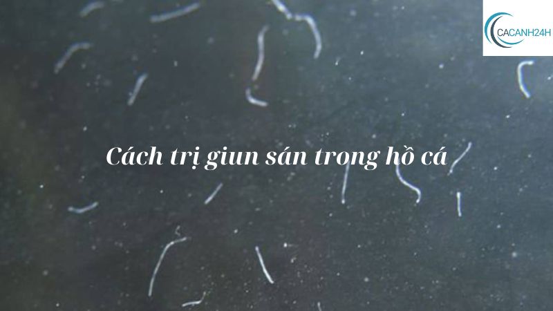 Cách trị giun sán trong hồ cá