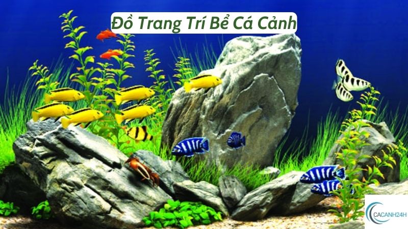 Đồ Trang Trí Bể Cá Cảnh