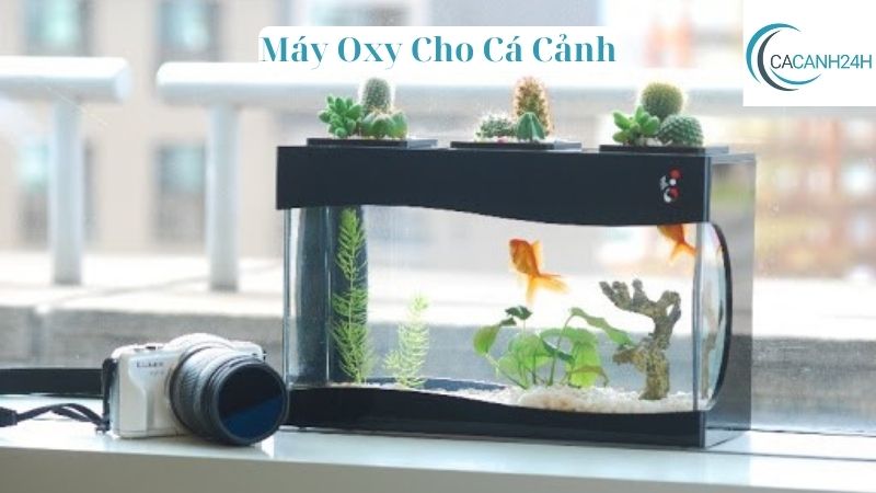 Máy Oxy Cho Cá Cảnh