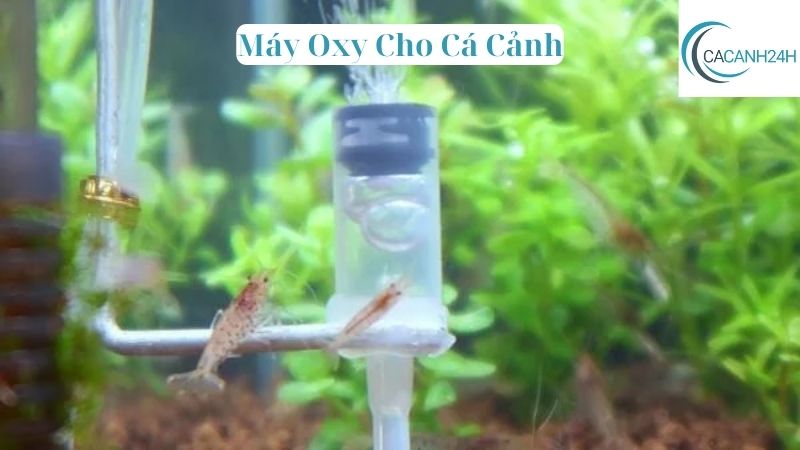 Máy Oxy Cho Cá Cảnh