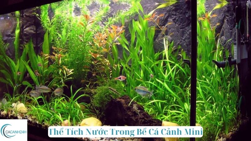 Thể Tích Nước Trong Bể Cá Cảnh Mini